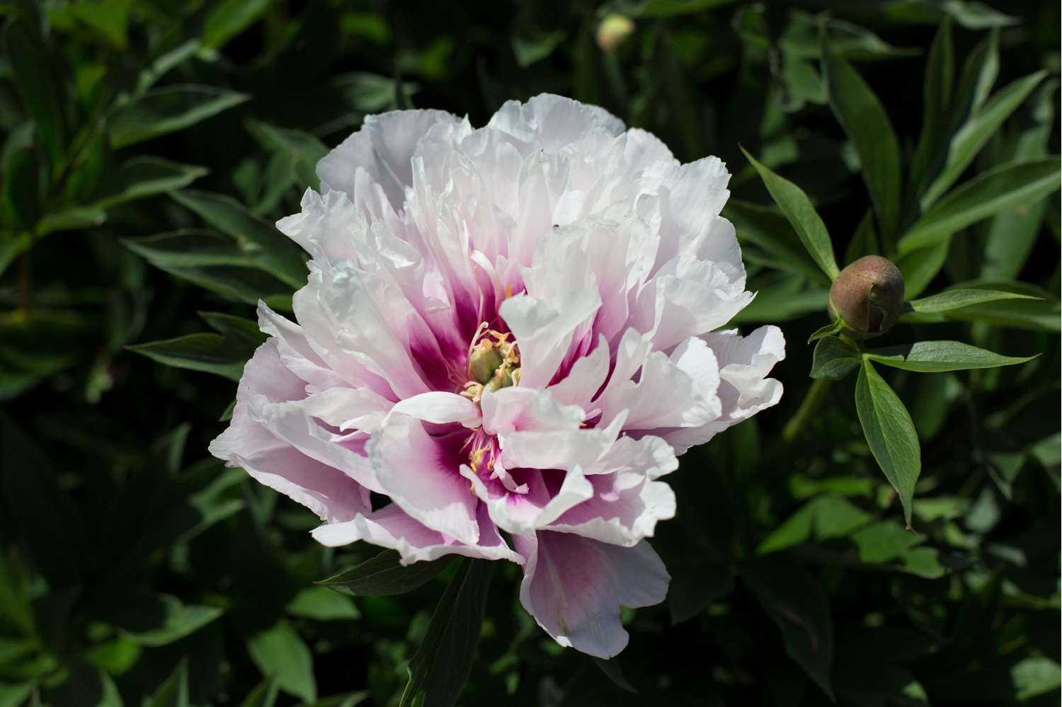 Pæon 'Cora Louise'
